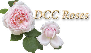 DCC Roses